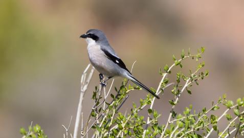SEO/BirdLife celebra el fin de semana del 2 y 3 de octubre el 'Día de las aves'