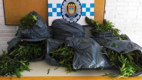 Marihuana intervenida en Tudela