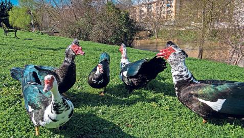 Patos criollos, la especie que más abunda en estas aguas, a orillas del río Ega en Estella
