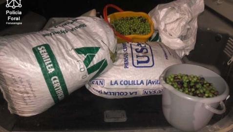 Sacos con las aceitunas incautadas en el interior de la furgoneta
