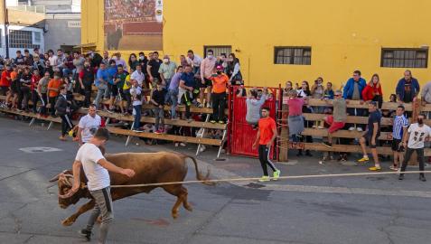 Toro con soga en Lodosa.