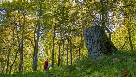 Una mujer pasea por el parque de Los Llanos en Estella