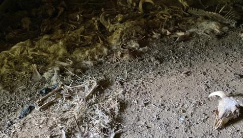 Imagen de los restos de huesos y pieles de ovejas muertas halladas en la explotación ganadera