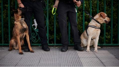Perros de la Policía Municipal de Pamplona