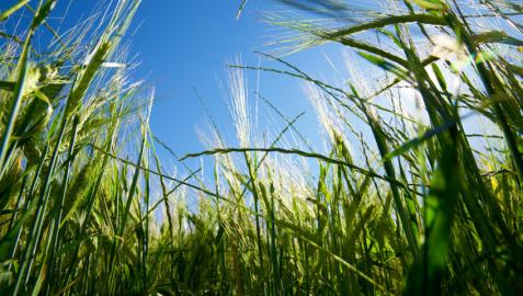 MOA Foodtech está especializada en el desarrollo y generación de componentes proteicos de calidad y alto valor nutricional a partir de subproductos agroalimentarios