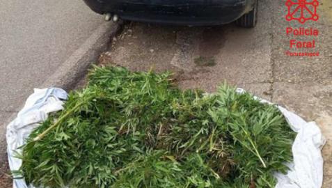 El conductor llevaba una sábana que escondía numerosas ramas de marihuana llenas de cogollos, El conductor llevaba una sábana que escondía numerosas ramas de marihuana llenas de cogollos