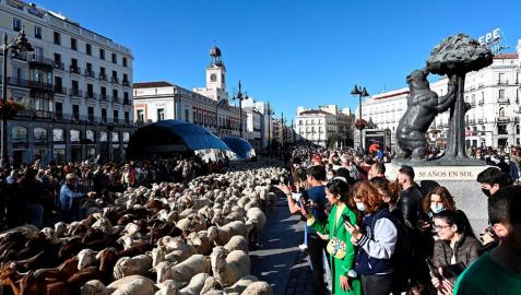 Fiesta de la trashumancia Los animales, en la Puerta del Sol