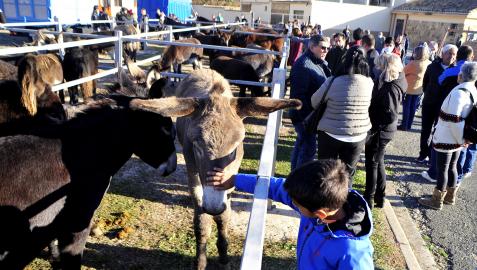 Un niño acaricia uno de los animales que llegaron ayer hasta el recinto ferial.