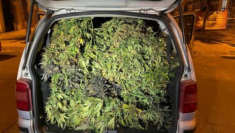 marihuana Las plantas de marihuana, en el interior de la monovolumen.