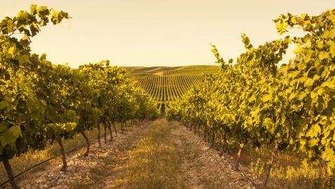 Viñedos de Bodegas Príncipe de Viana