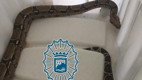 Imagen de la pitón capturada en Málaga