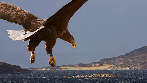 Pigargo Pigargo europeo (‘Haliaeetus albicilla’)