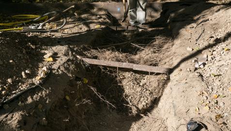 Primera de las catas realizadas al arbolado del paseo Sarasate