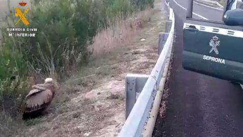 Buitre leonado en la A-12