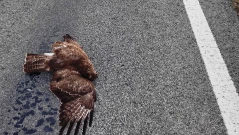 Águila atropellada en Olite (NA115) Águila atropellada en Olite (NA115)