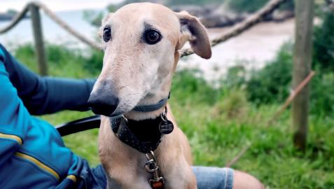 La galga ‘Duna’, en una imagen cedida por la pareja La galga ‘Duna’, en una imagen cedida por la pareja