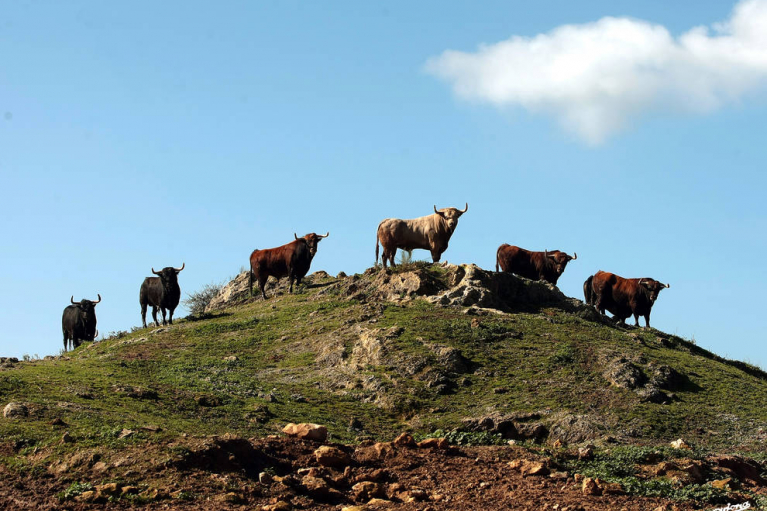 Los toros que no vendrán este año