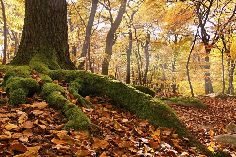 Imagen de un bosque de hayas en época otoñal