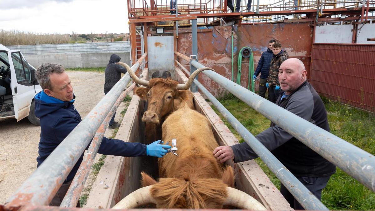 <![CDATA[Así se vacuna a las reses bravas contra la dermatosis en Navarra]]>