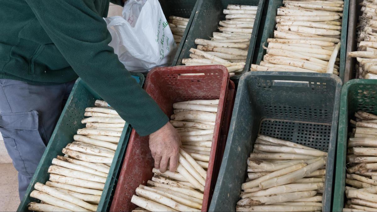 <![CDATA[Dos Tudelas unidas por el espárrago]]>