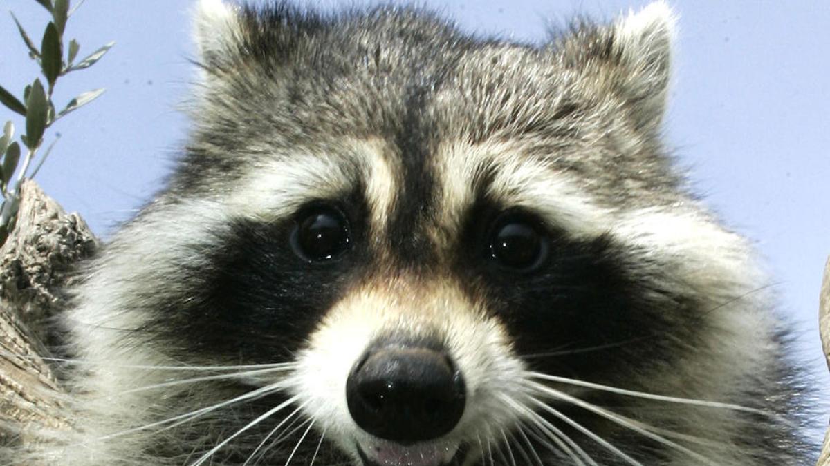 Abatidos en Alemania más de 67.000 mapaches