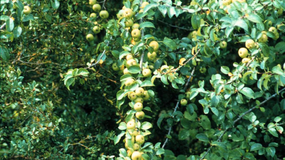 <![CDATA[¿Qué es el fuego bacteriano que afecta a los árbol frutales en Navarra?]]>