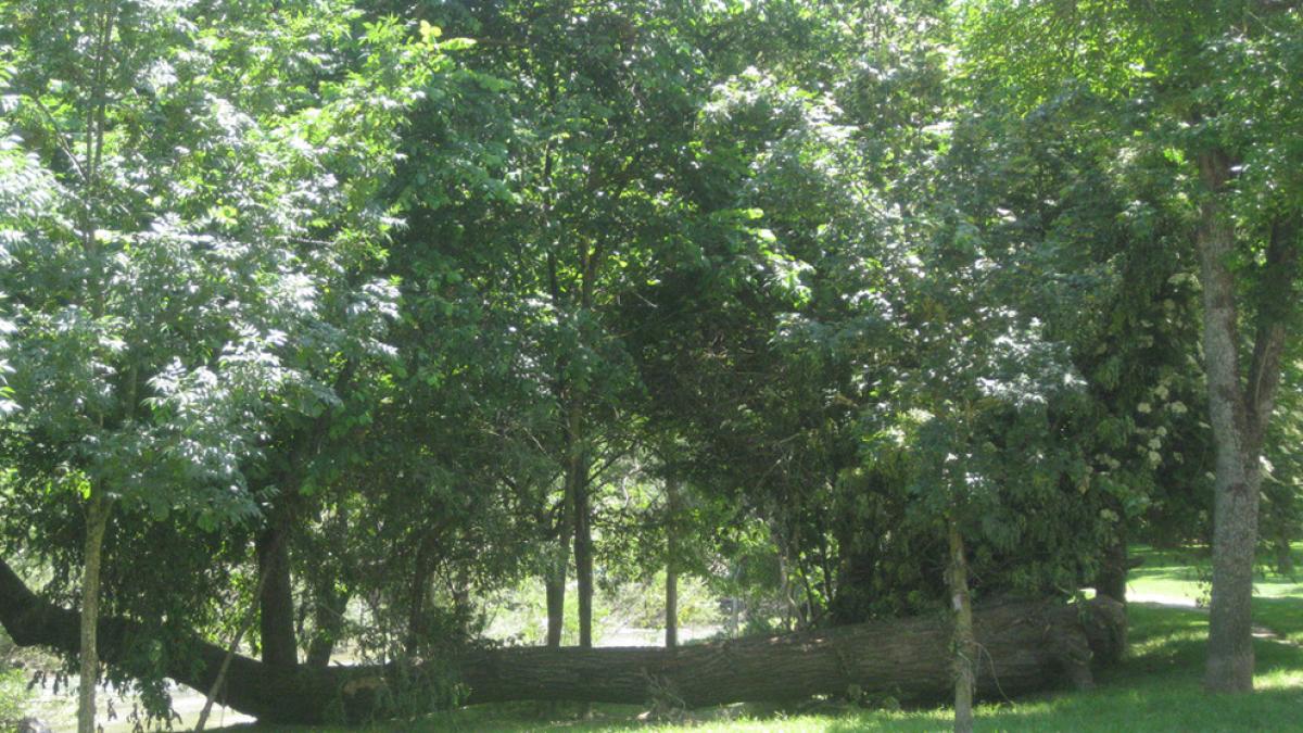 <![CDATA[Diez años de prisión a un hombre por violar a una menor de 13 en la Rochapea]]>