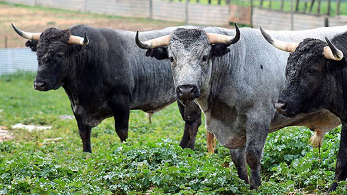 Animales - El toro de lidia, raza única en el mundo en cuanto a su genética