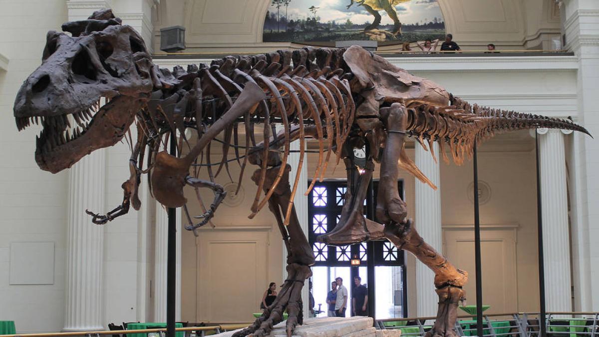 <![CDATA[Desvelan por qué los dinosaurios carnívoros como el Tyrannosaurus rex desarrollaron brazos diminutos]]>