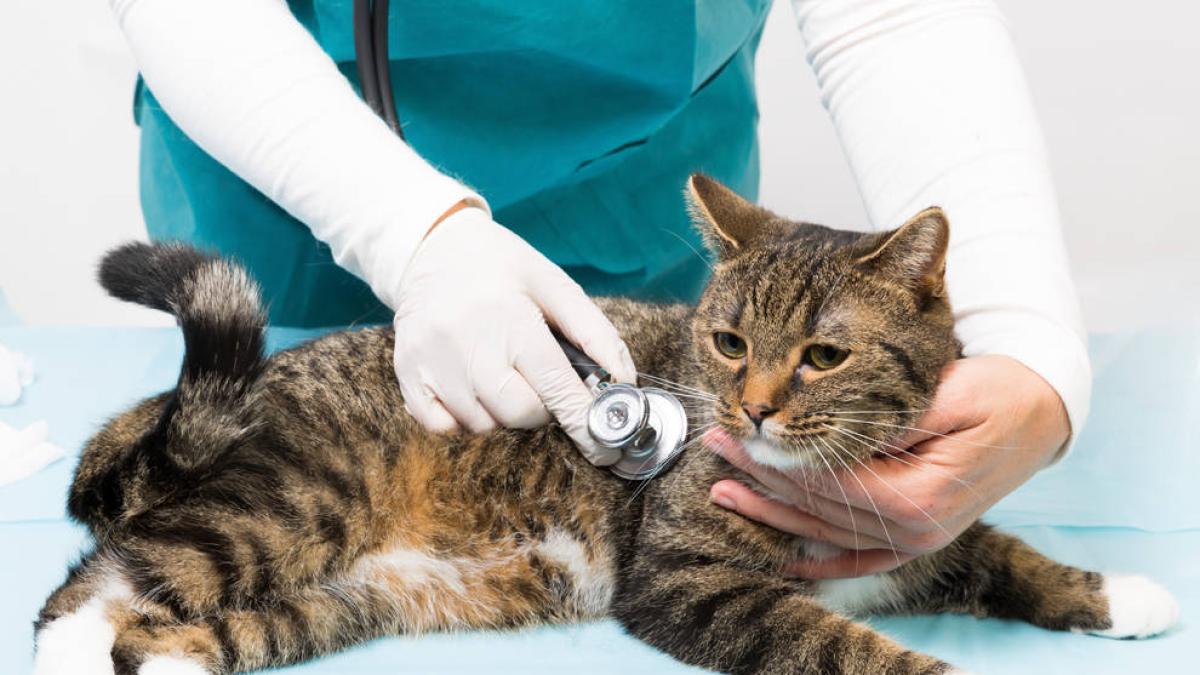 <![CDATA[Rechazada una moción para impulsar deducciones fiscales por animales de compañía]]>