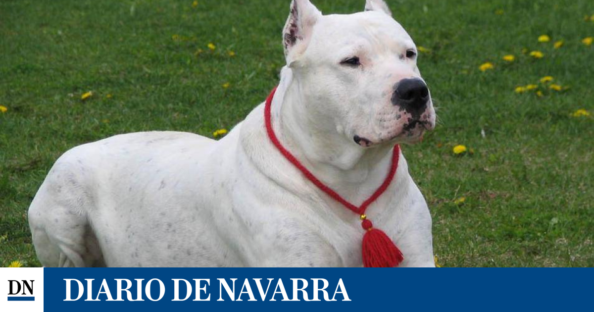 El dueño de un dogo argentino, hospitalizado tras sufrir el ataque de su perro  en Valencia