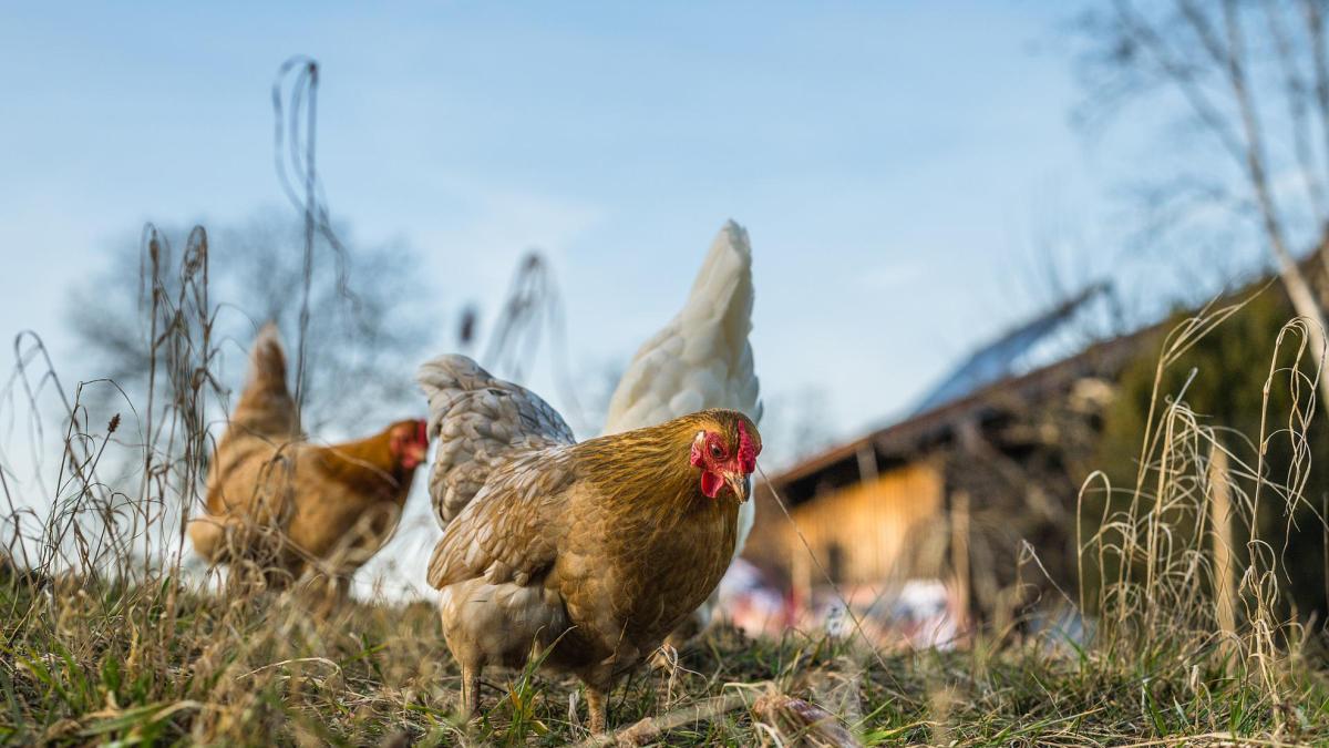 <![CDATA[Navarra suma 7 positivos de gripe aviar en aves silvestres: 6 grullas y 1 cigüeña]]>