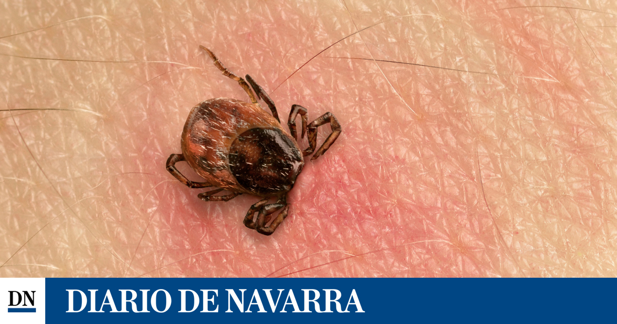 Consejos para prevenir la picadura de garrapatas, parásitos que pueden transmitir enfermedades