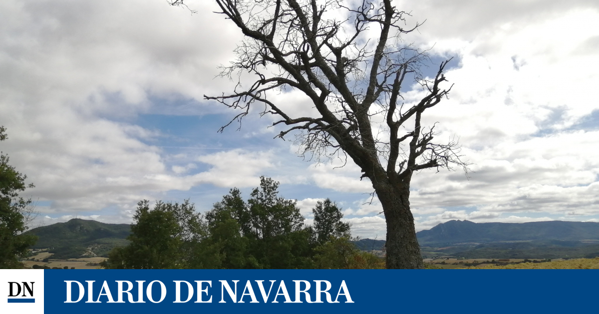 www.diariodenavarra.es