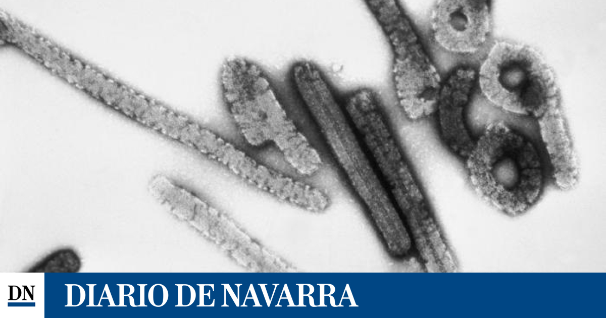 Virus De Marburgo Qué Es Cómo Se Transmite Y Síntomas