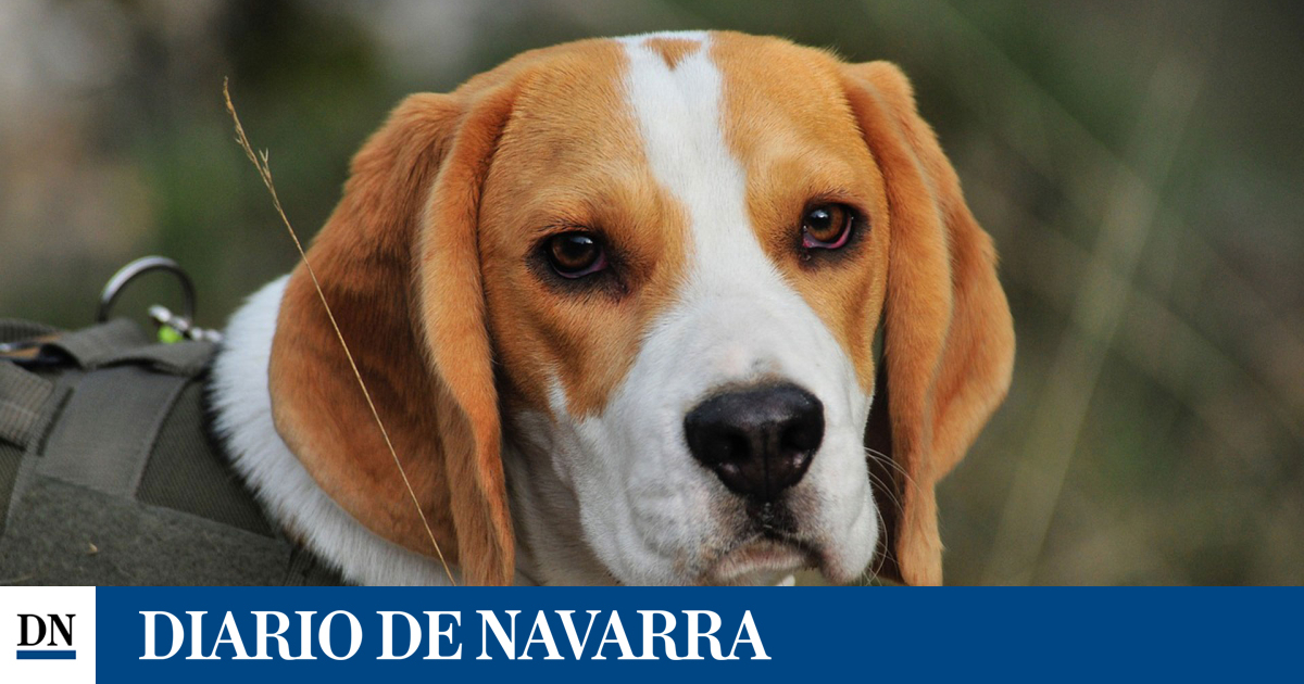 “Yearly Vaccination Required for Hunting Dogs and Microchipping Essential for Ferrets – Diario de Navarra”