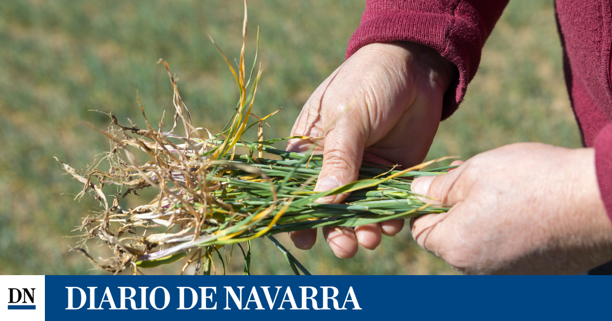 L’Agro Navarrese, al limite, ha bisogno di pioggia “presto”