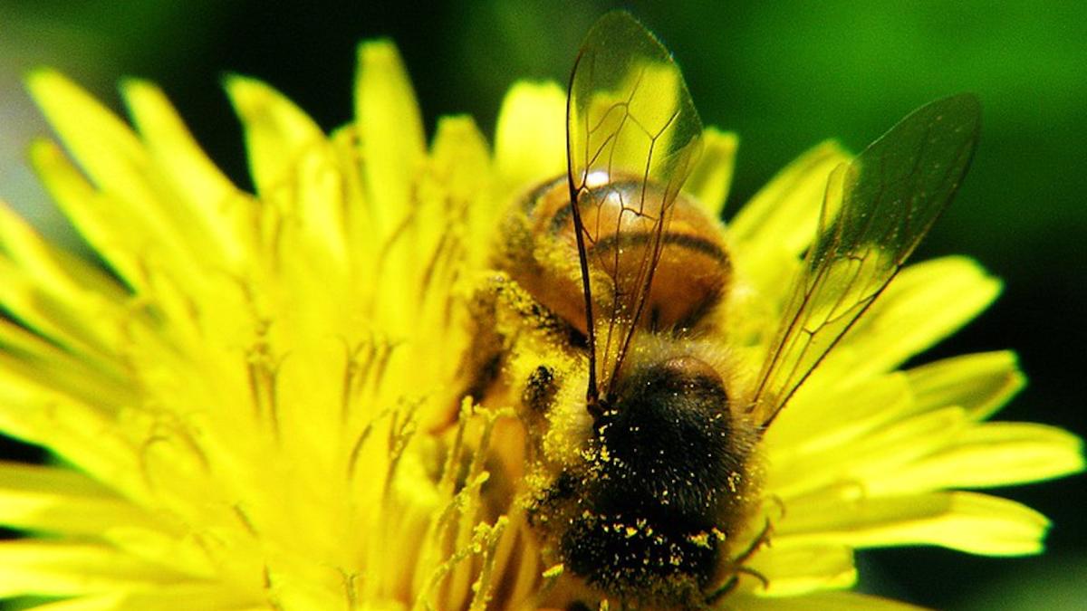 <![CDATA[Qué significa que haya abejas en tu jardín]]>