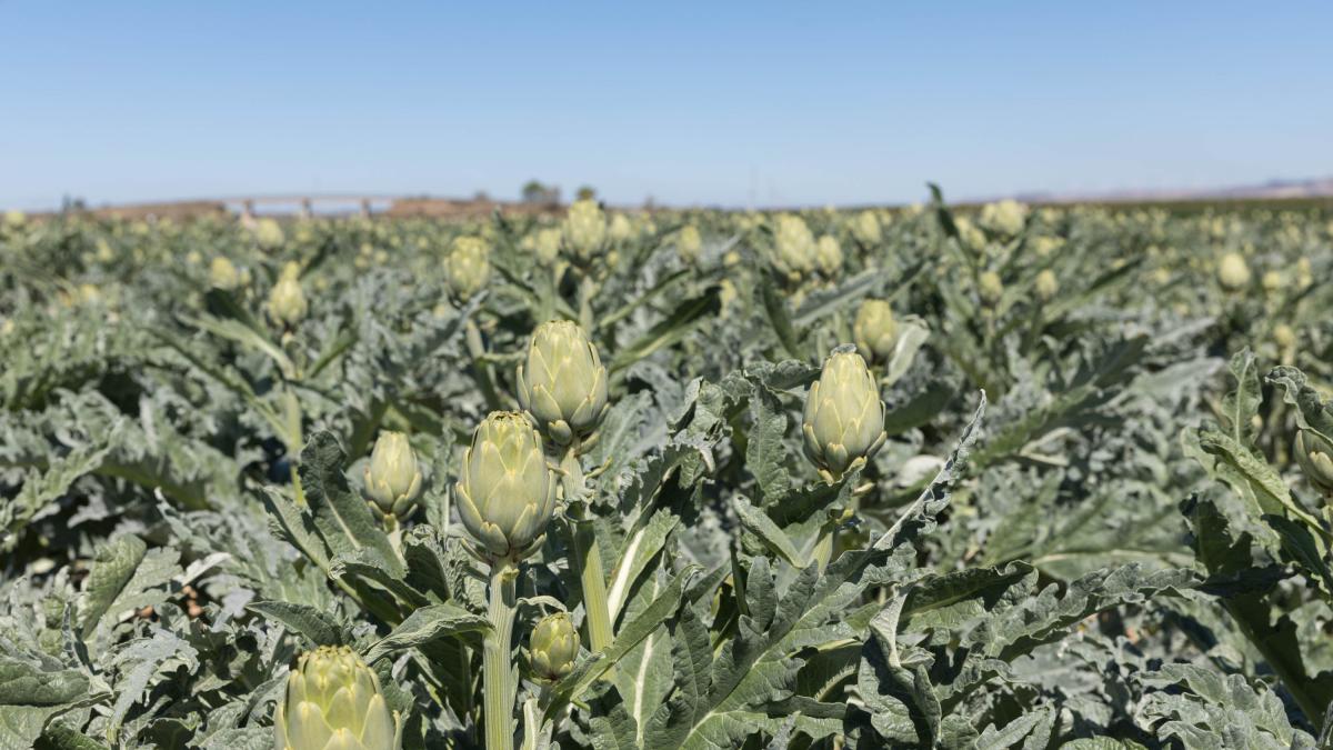 <![CDATA[Lo pillan mientras robaba 10 kilos de alcachofas 