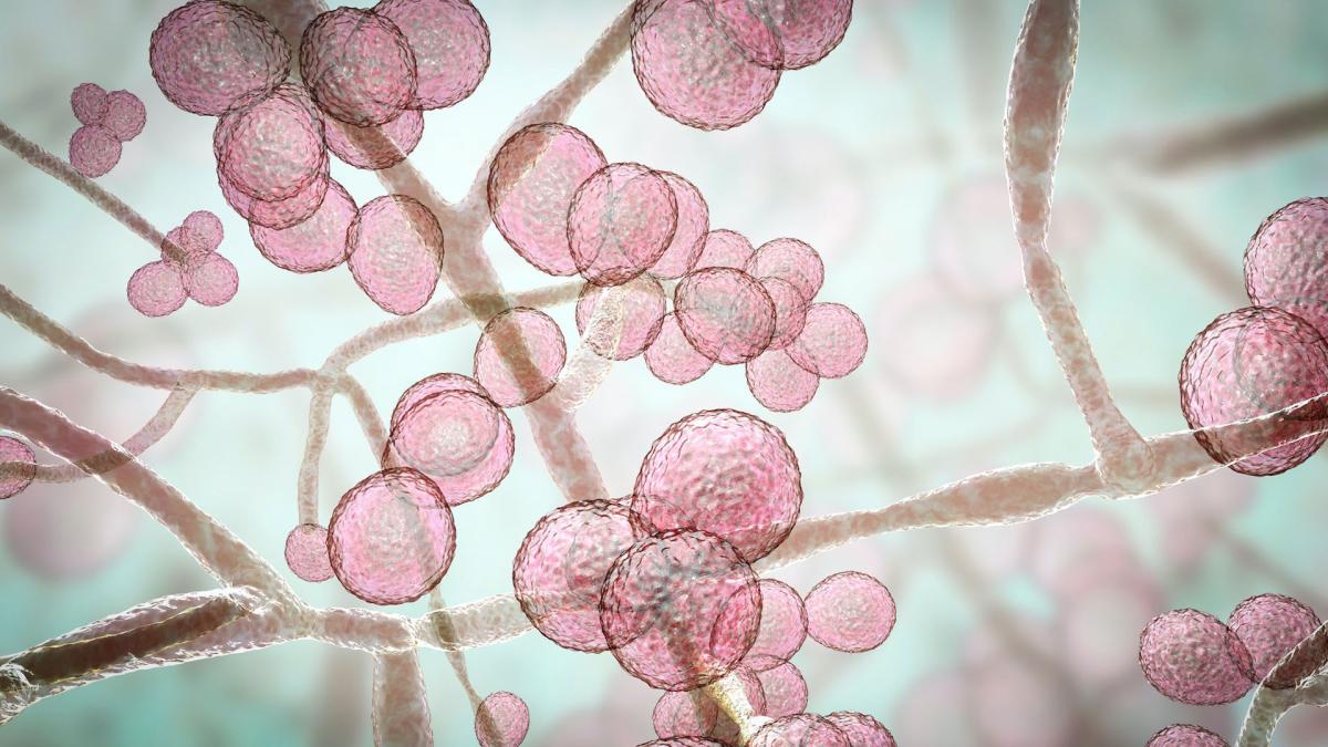 <![CDATA[Identifican un mecanismo de activación del sistema inmune que ayuda a entender mejor la preparación frente a infecciones]]>