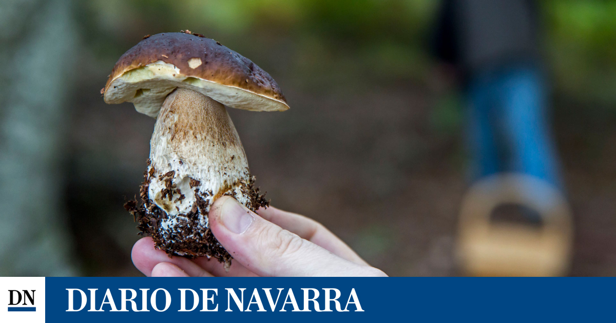 ¿Es posible encontrar hongo beltza en los bosques navarros durante el verano?