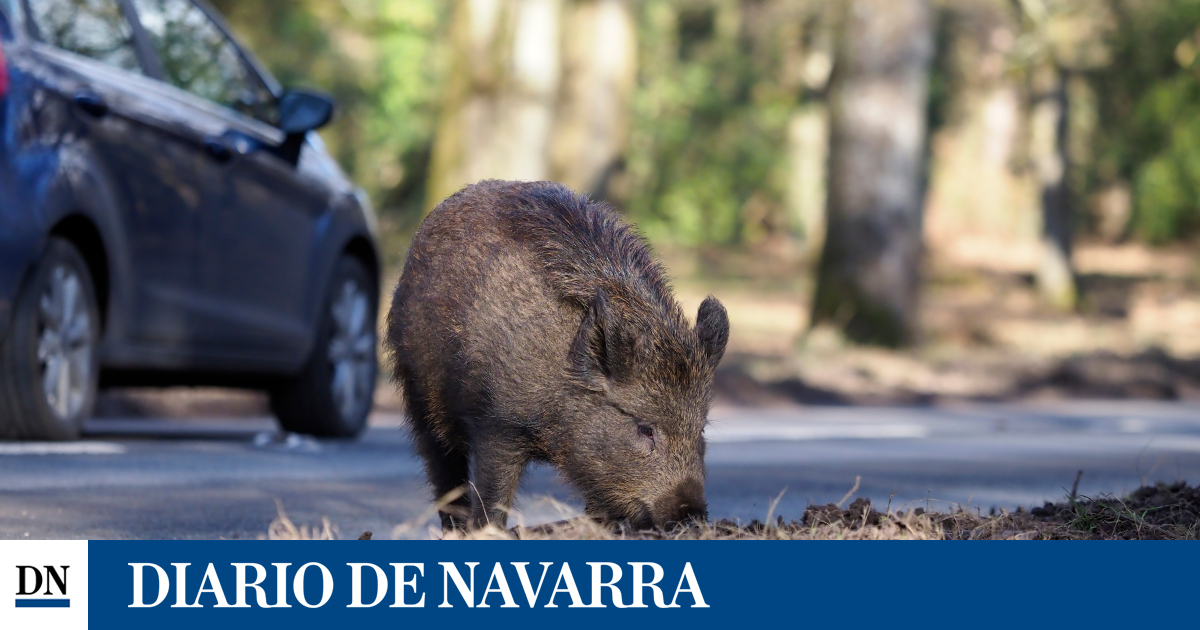Atropello Animal Y Seguro: Guía Para Una Reclamación Efectiva. - 6wogt27