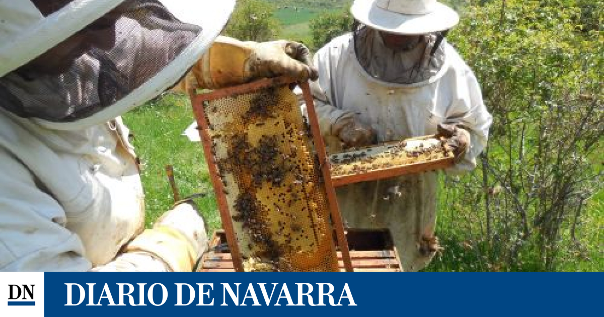 Muere un hombre 63 años por un ataque de abejas en Alcaine (Teruel)