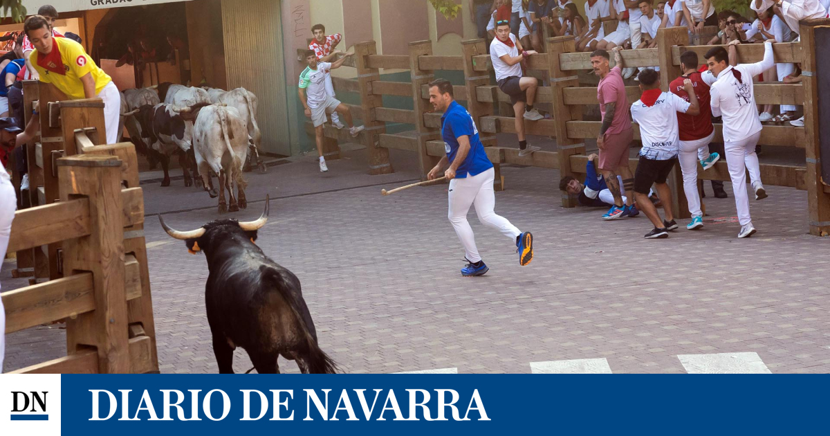 Photos of the fifth operating of the bulls of the Tudela 2024 competition