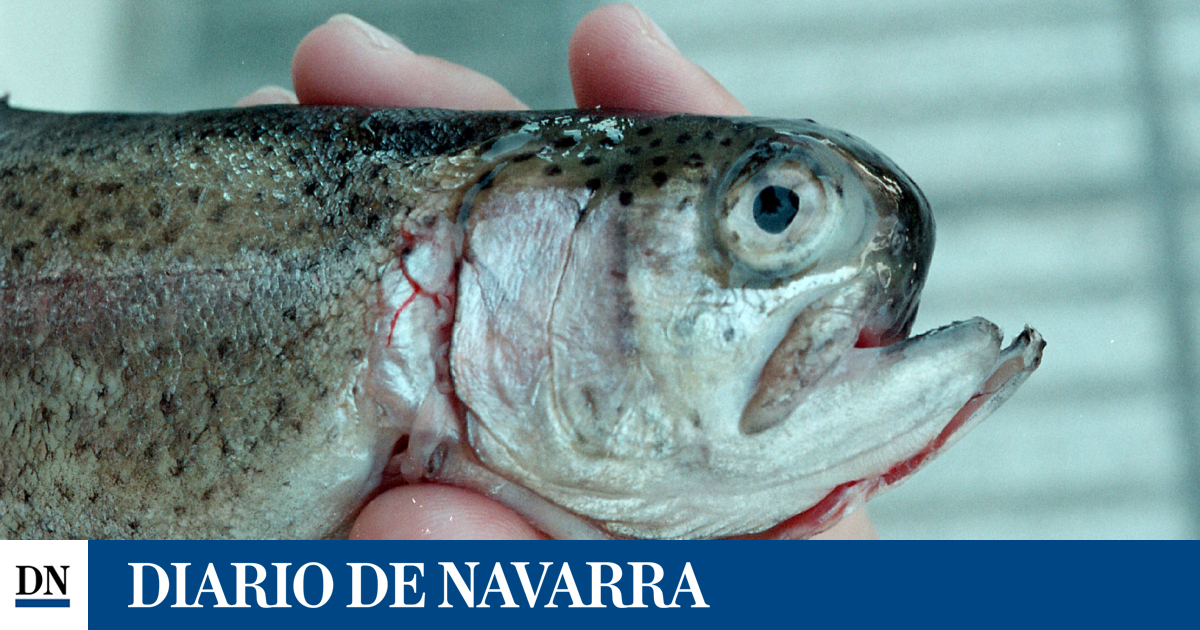 Aparecen muertas truchas en el río Ultzama a la altura del polígono de Iraizotz