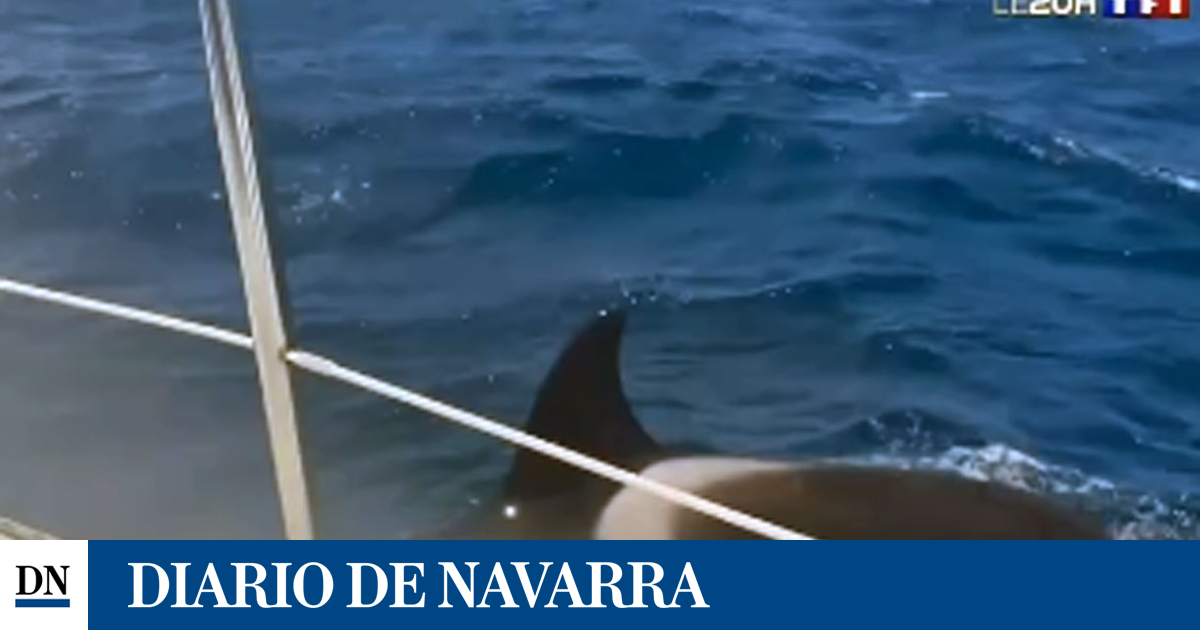 Varias orcas golpean y causan daños en dos veleros frente a la costa vasca
