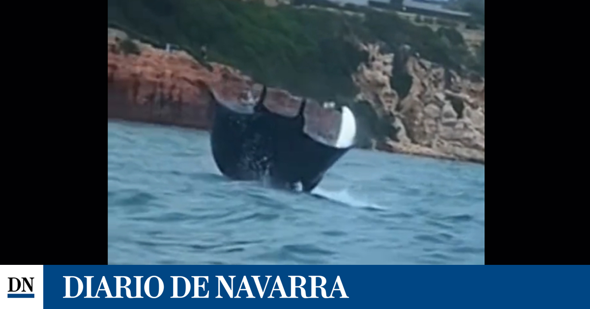 ¡Avistamiento insólito! Una mantarraya se deja ver en aguas de Salou y se luce con un salto espectacular