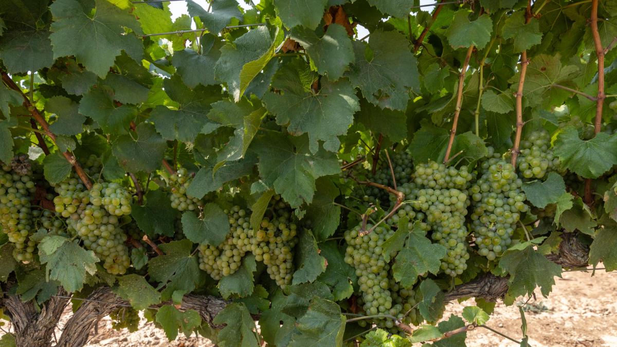 <![CDATA[Rioja ya tiene sus normas para la vendimia 2026: máximo de 5.850 kg/ha para tintas y de 9.000 para blancas]]>