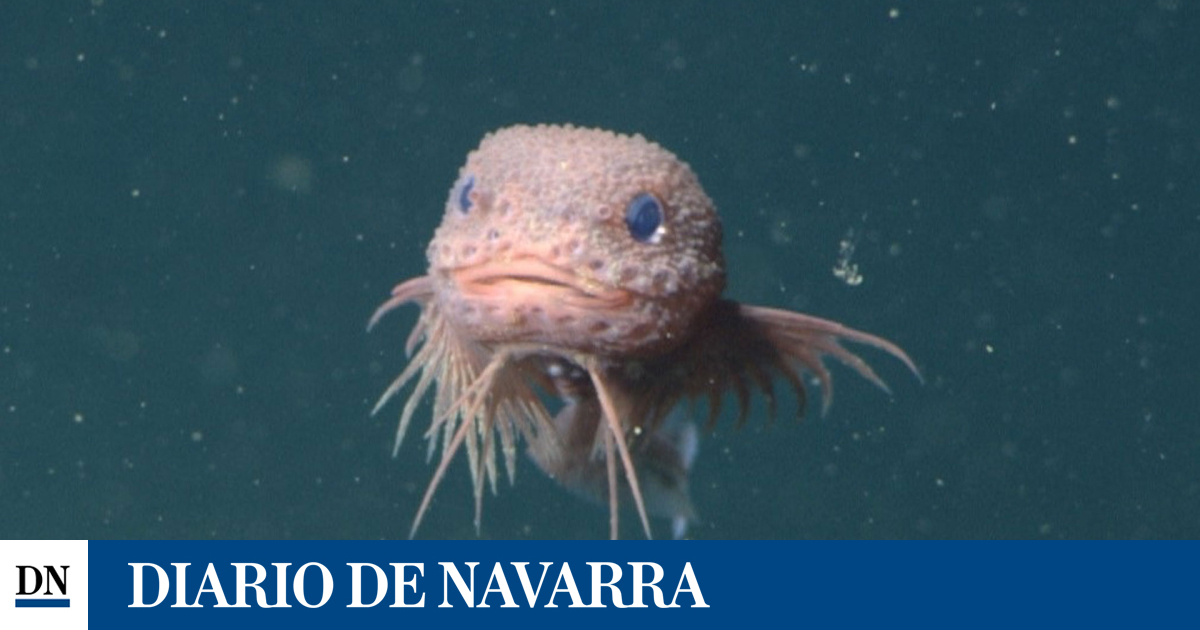 Descubren una nueva especie de pez a más de 3.200 metros de profundidad