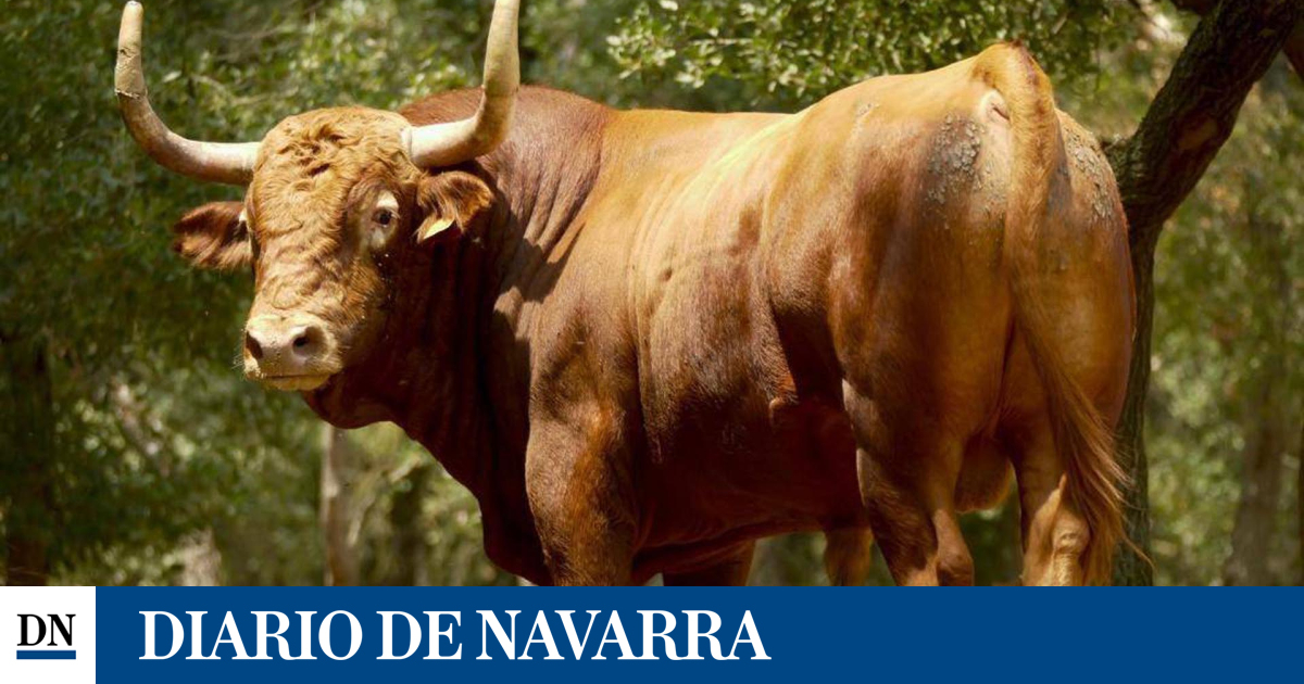 El ganadero navarro Miguel Reta acaba manteado y ovacionado en el 'Toro Enmaromado' de Yuncos (Toledo)